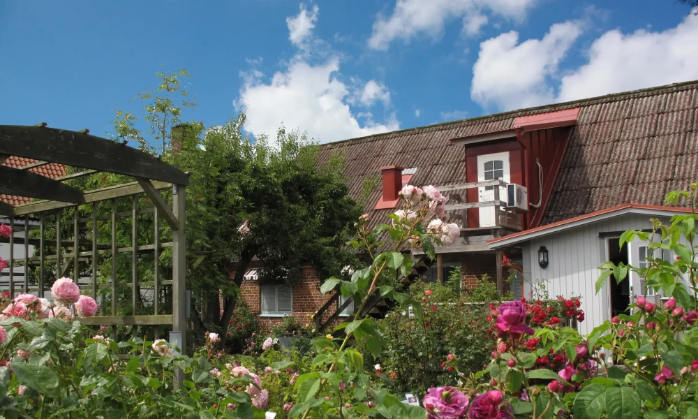 trädgård (2)